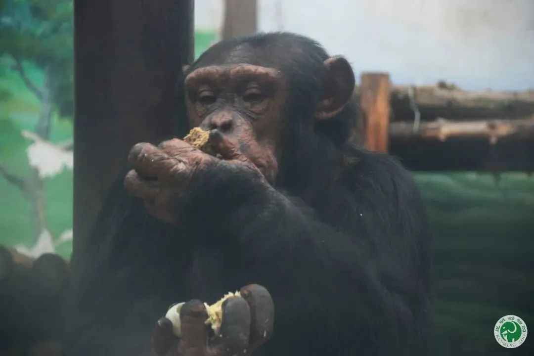 就给大家秀一段我们黑猩猩的嗓音还有我们丰容的表情包面对这么聪明的