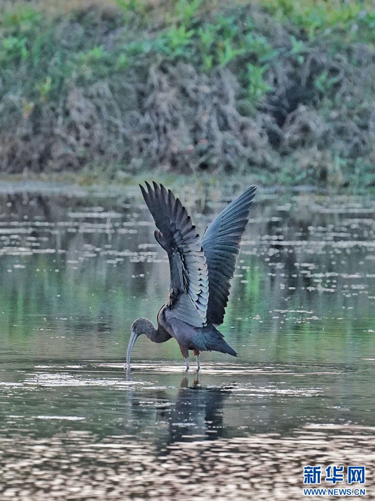 生态云南冬季来临滇池迎来大批候鸟入境打卡