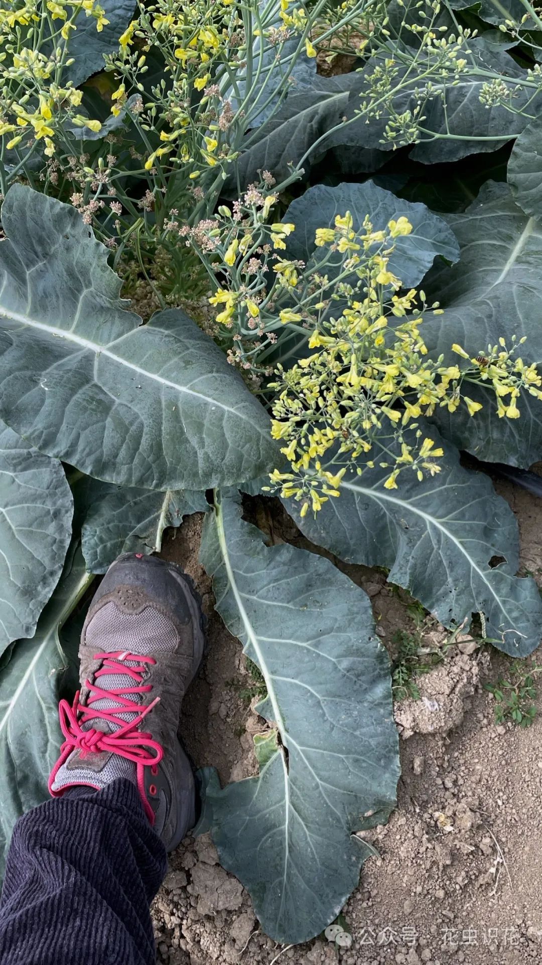 十字花科芸薹属的蔬菜图片