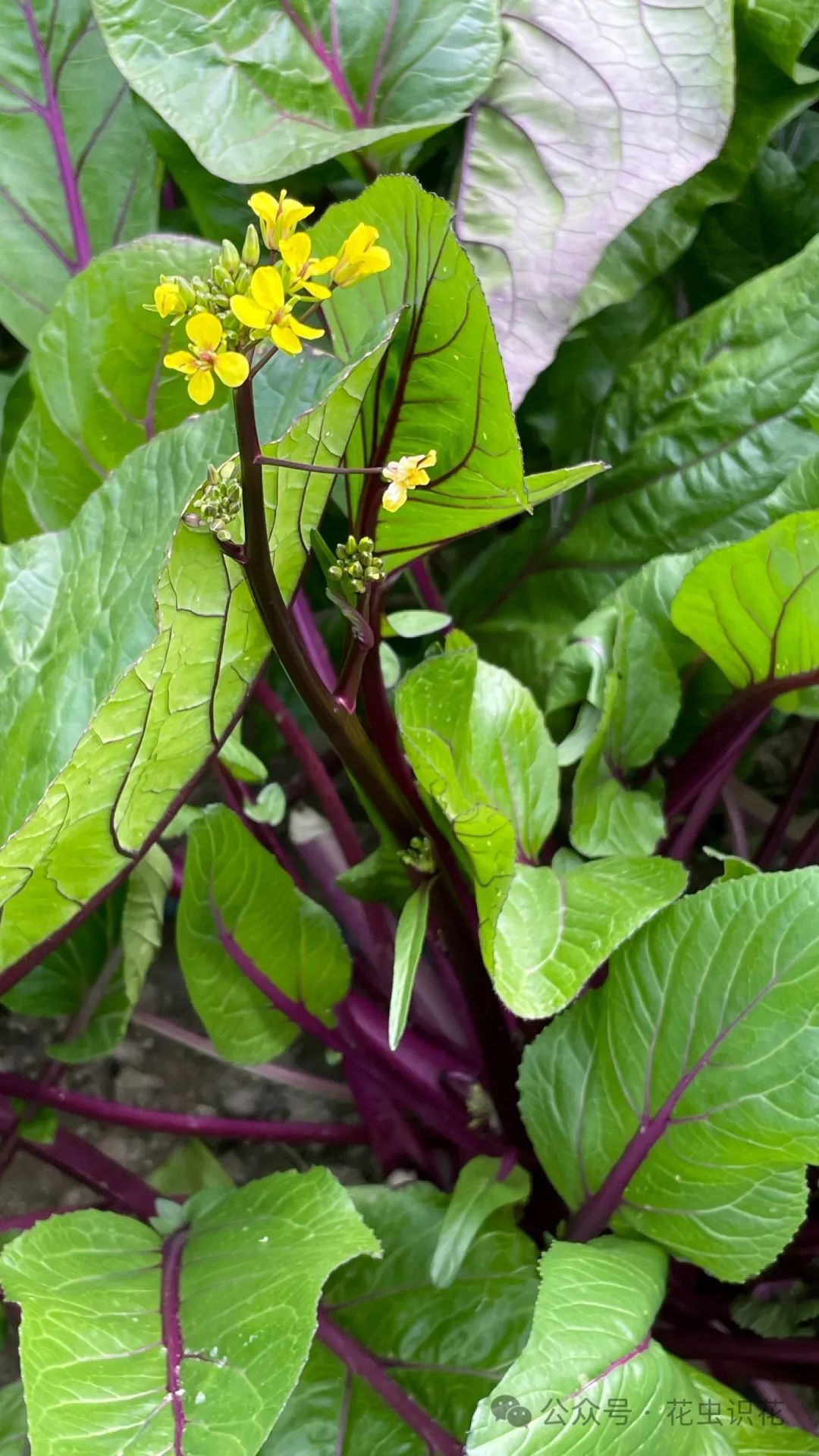 十字花科芸薹属的蔬菜图片