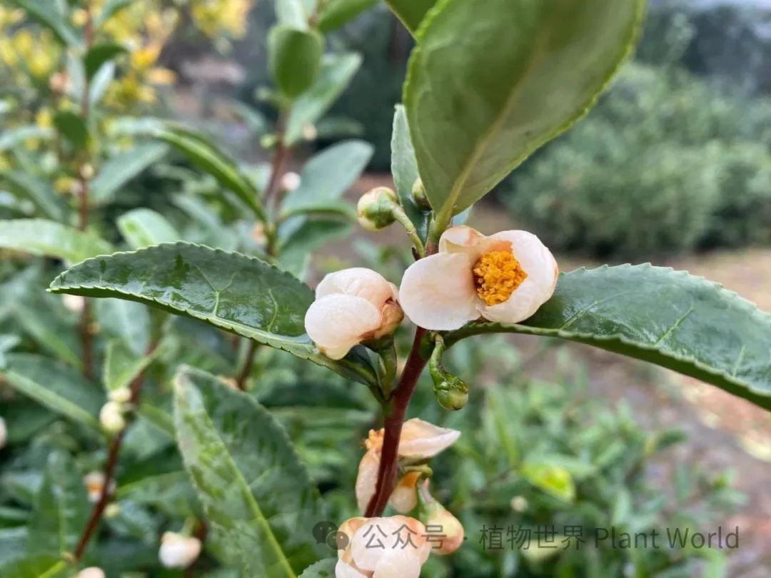 茶树花的结构图片