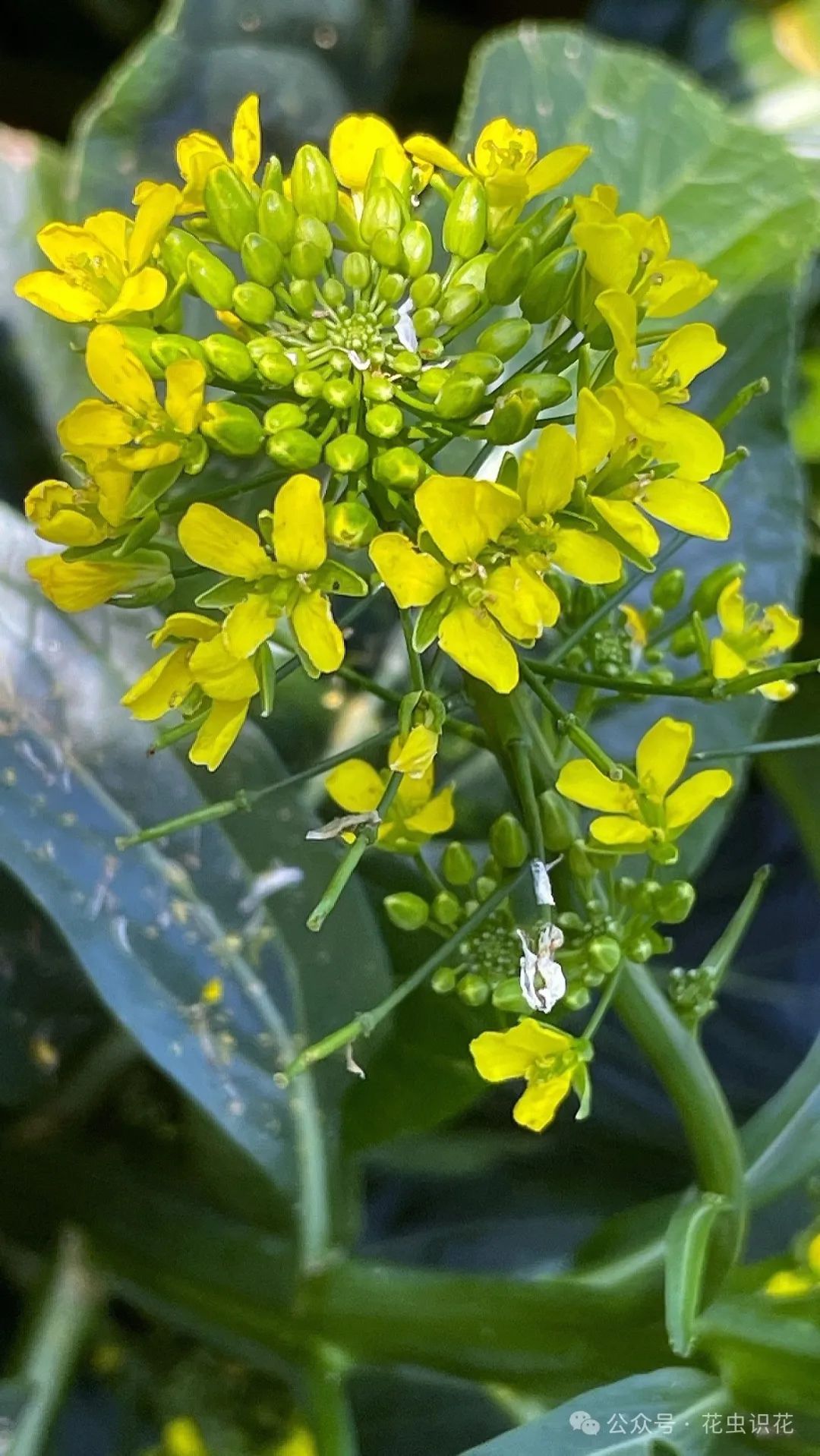 带花的菜心有几种图片图片