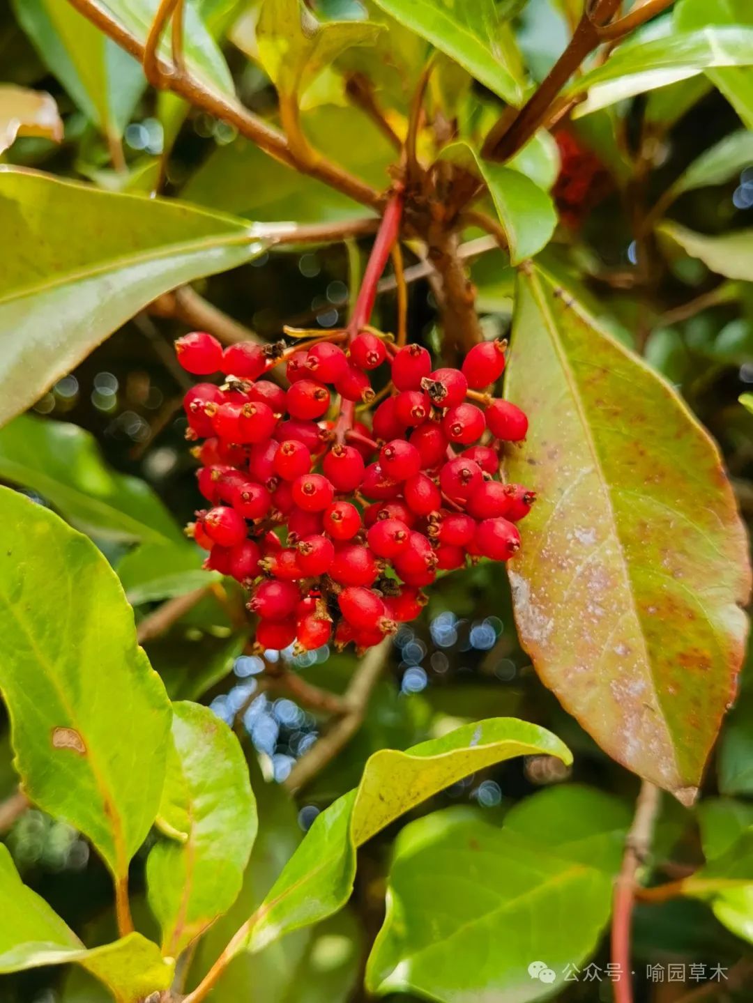 除果实具有很高的观赏价值外,珊瑚树四季常青,也是重要的观叶植物;其