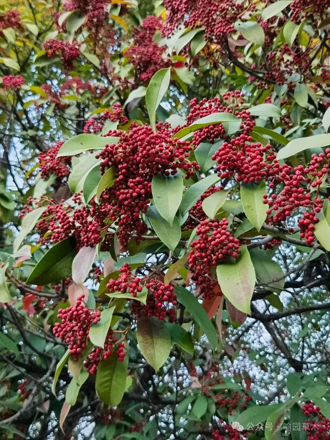 球花石楠果实图片