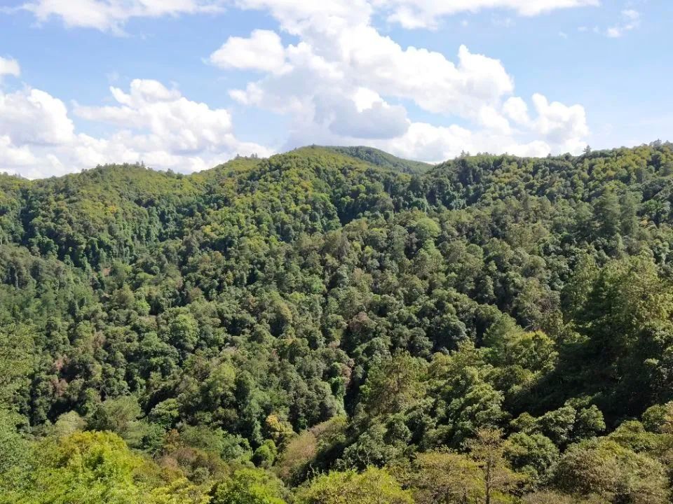 雕翎山自然保护区图片