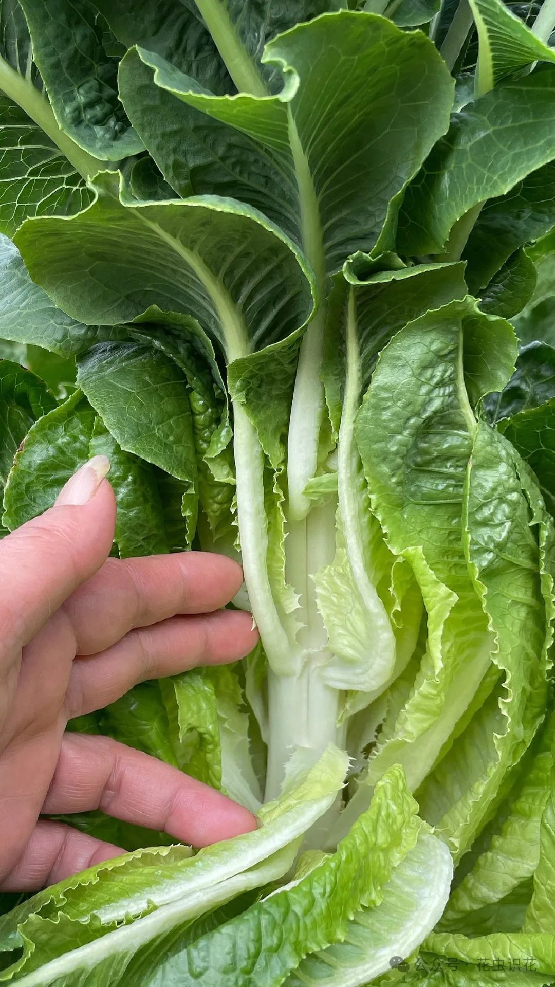 生菜(菊科 莴苣属)