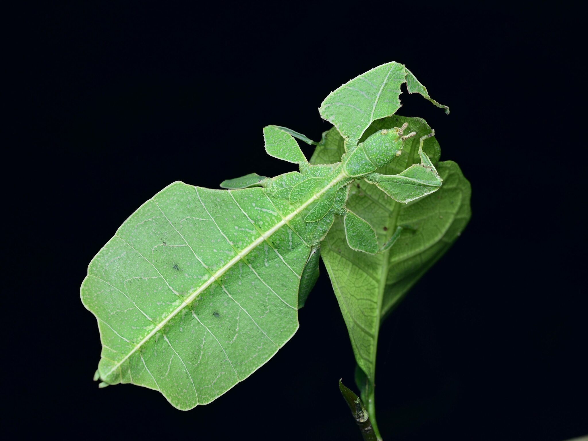 神奇昆虫 | 滇叶䗛：伪装高手 是虫不是叶 - 关注森林