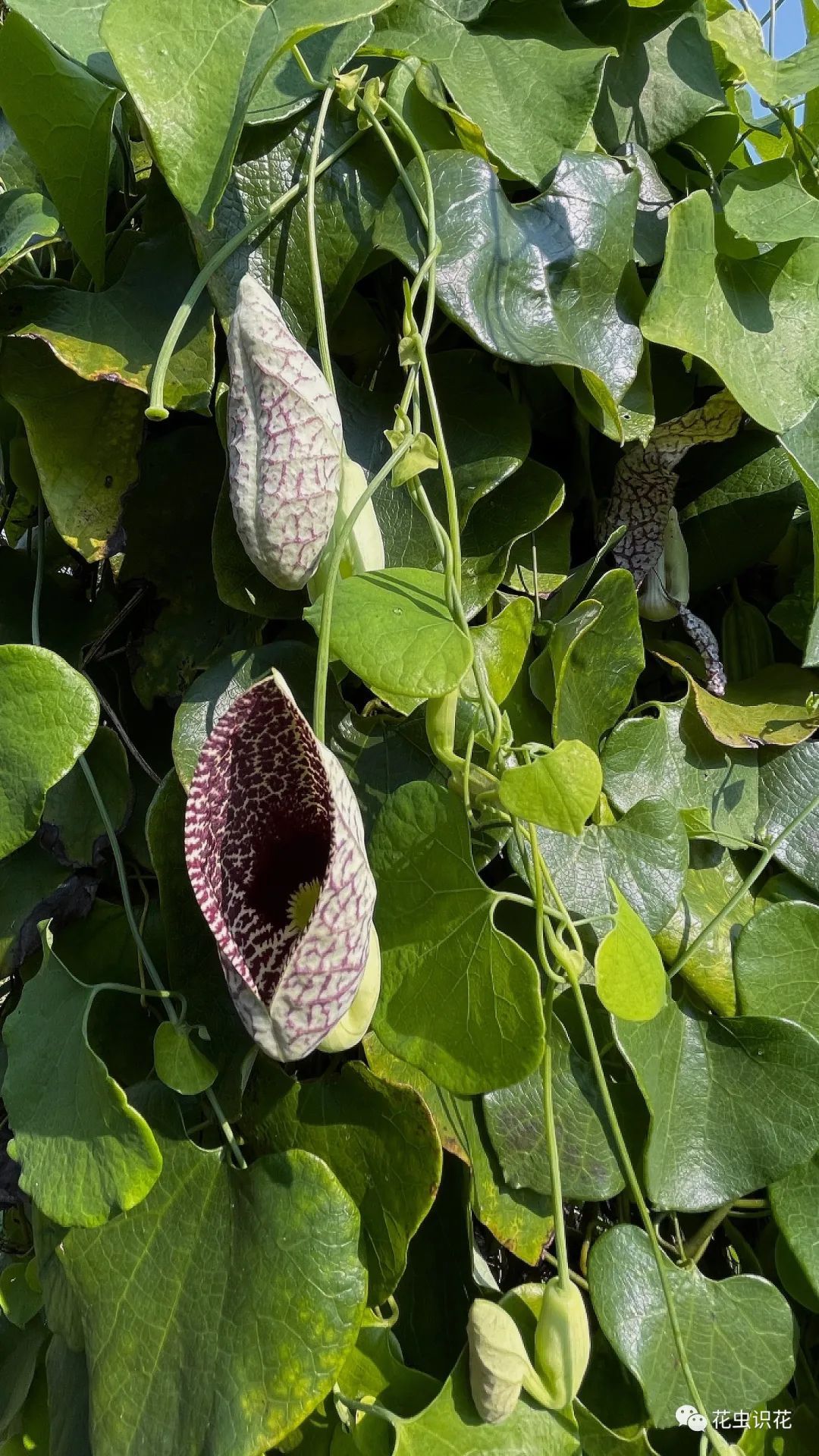 美丽马兜铃(马兜铃科 马兜铃属)