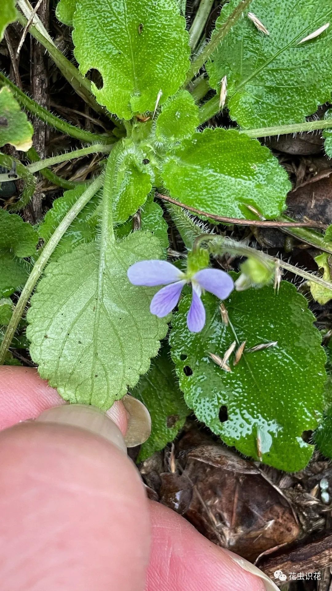 堇菜属花程式图片