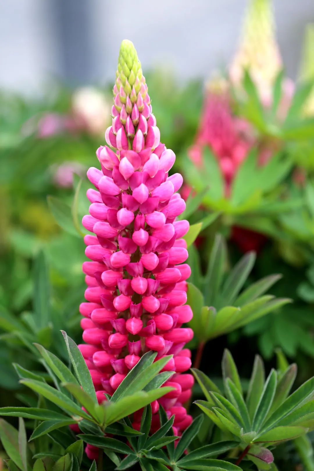 植物大课堂羽扇豆这个名字的确比较陌生那它的别名鲁冰花熟悉吧