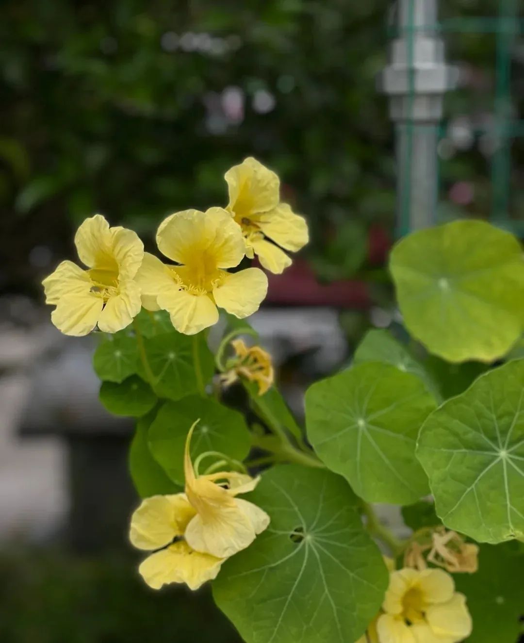 开花机器旱金莲可观赏可食用