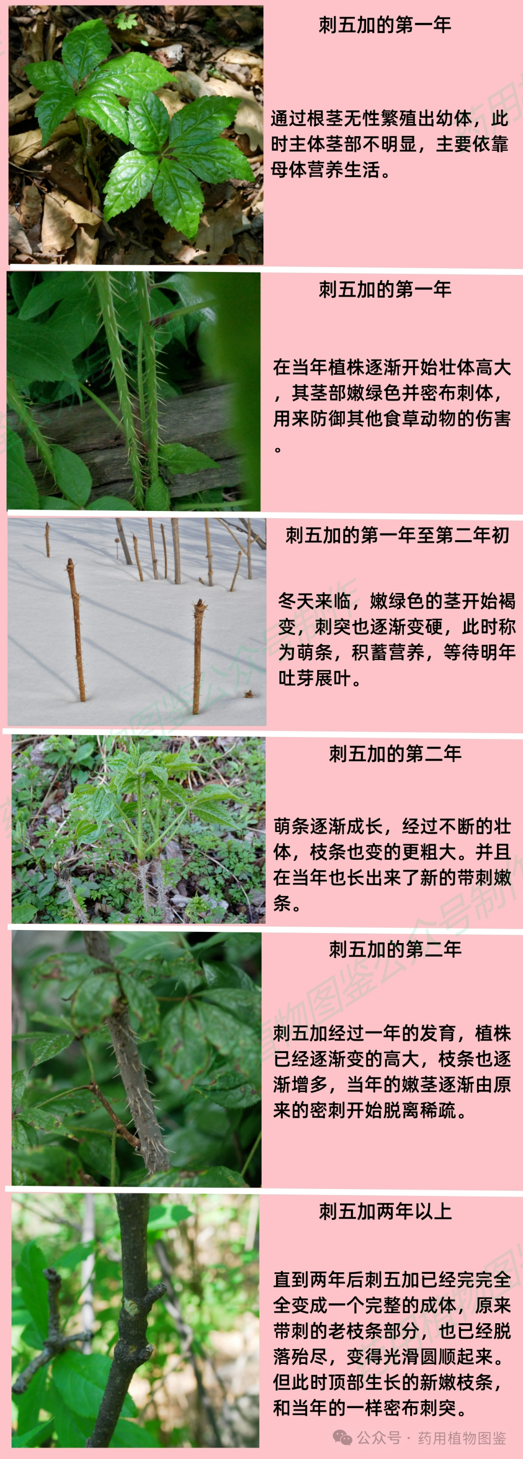 刺五加的食用方法图片