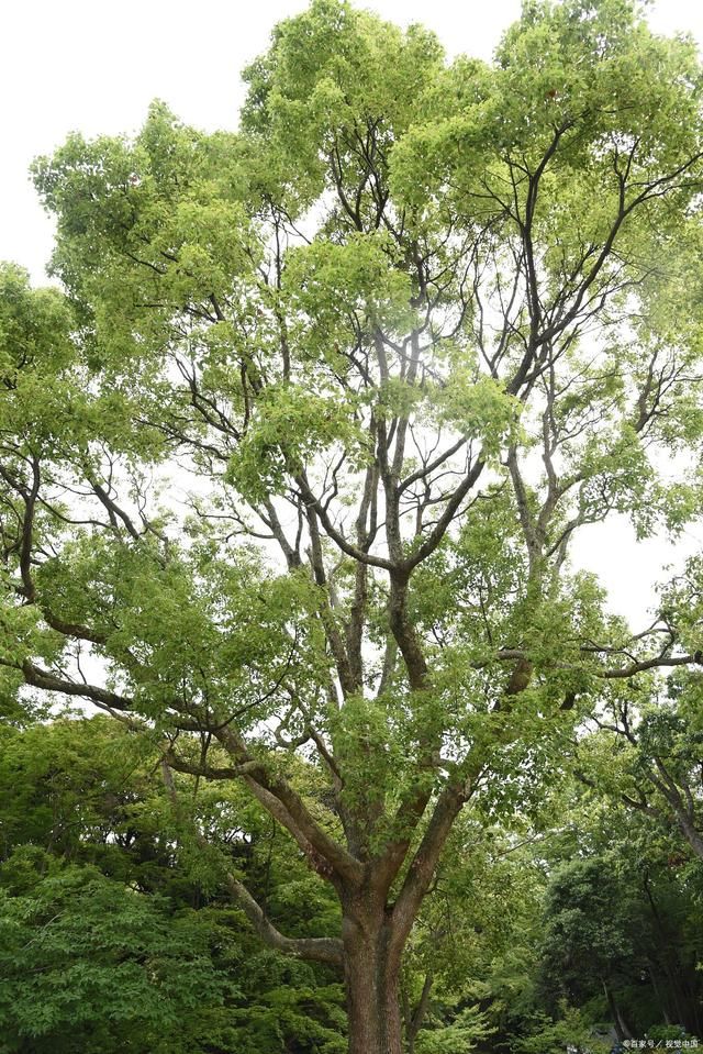 樟树对种植环境要求高吗？樟树一般种植几年可以结果 - 关注森林