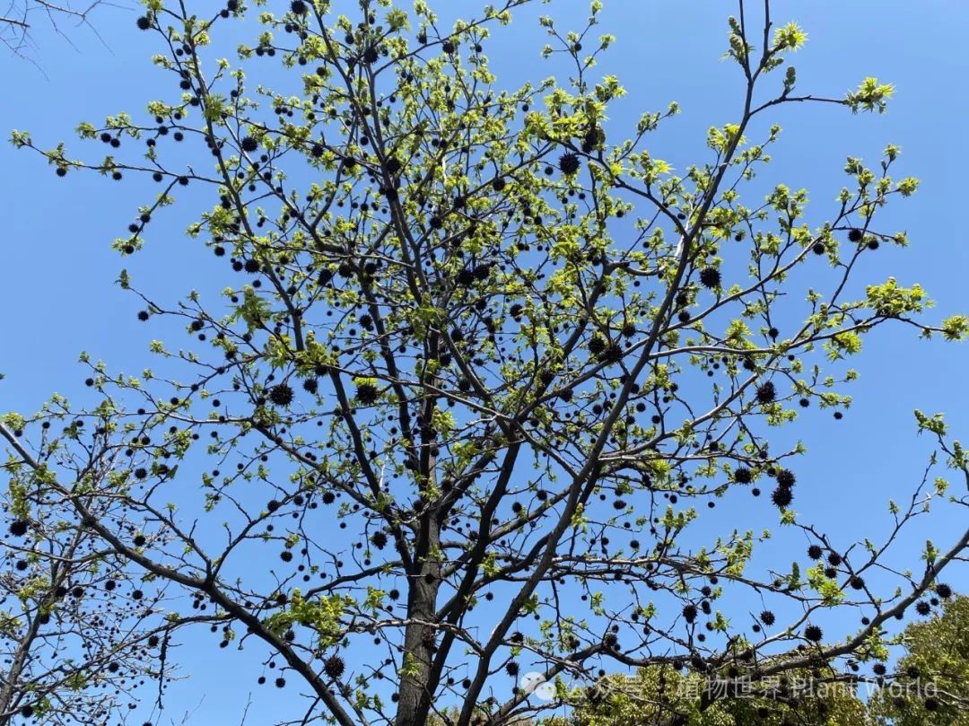 北美枫香树:一棵树开两种花 - 关注森林
