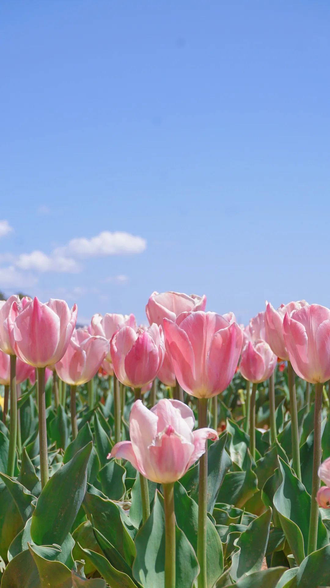 生态云南 香格里拉:郁金香花海正迷人