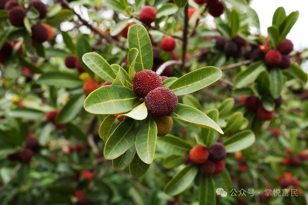 杨梅熟了!快来富民开启属于初夏的"梅"好时光