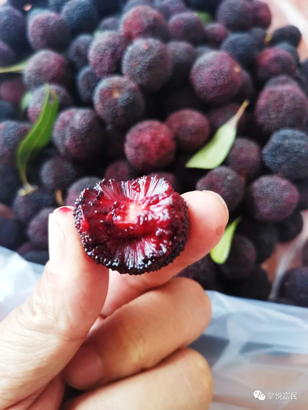 杨梅熟了!快来富民开启属于初夏的"梅"好时光