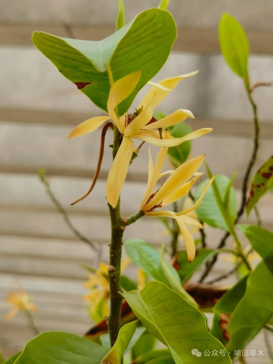 白兰花结果图片