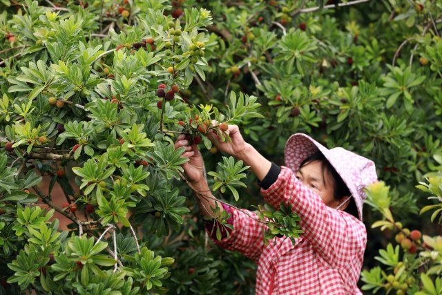 美好生活在云南|昆明富民万亩杨梅进入采摘期