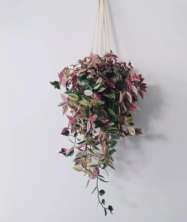 吊竹梅怎么养?注意这几点,越长越旺盛.养护极其简单.