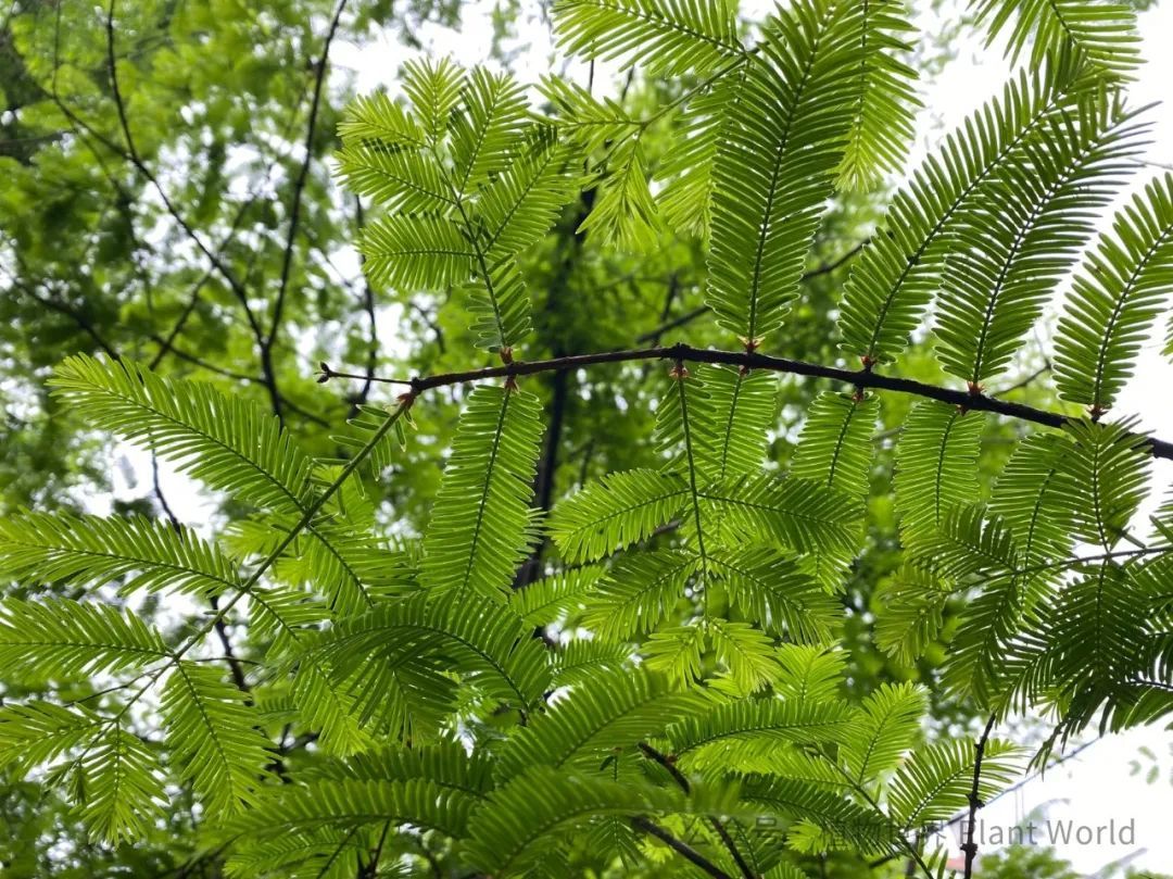 水杉 植物界的大熊猫