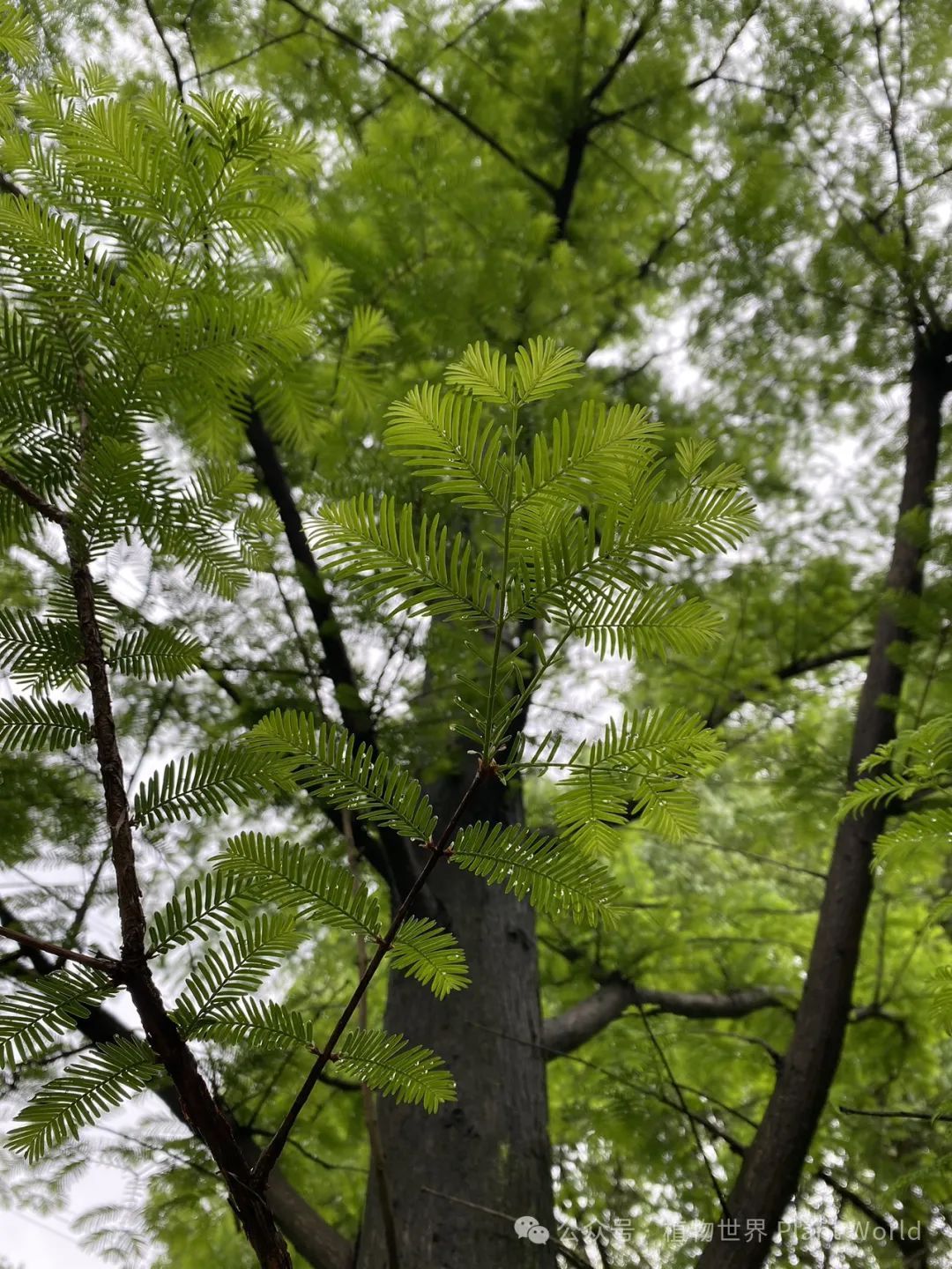 水杉 植物界的大熊猫