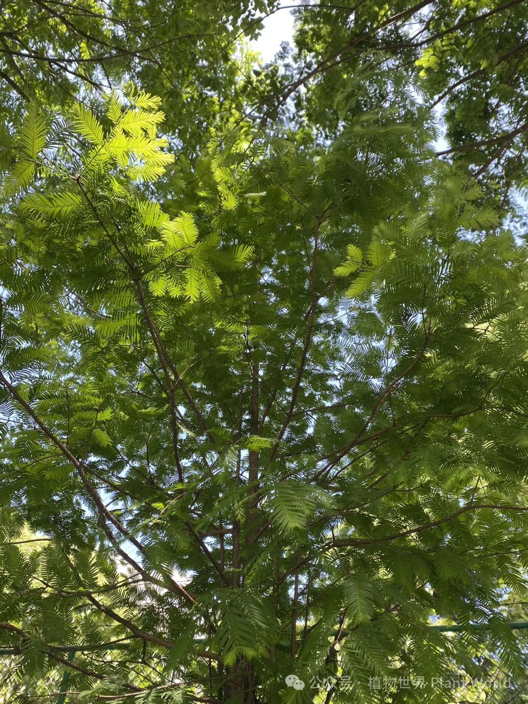 水杉 植物界的大熊猫