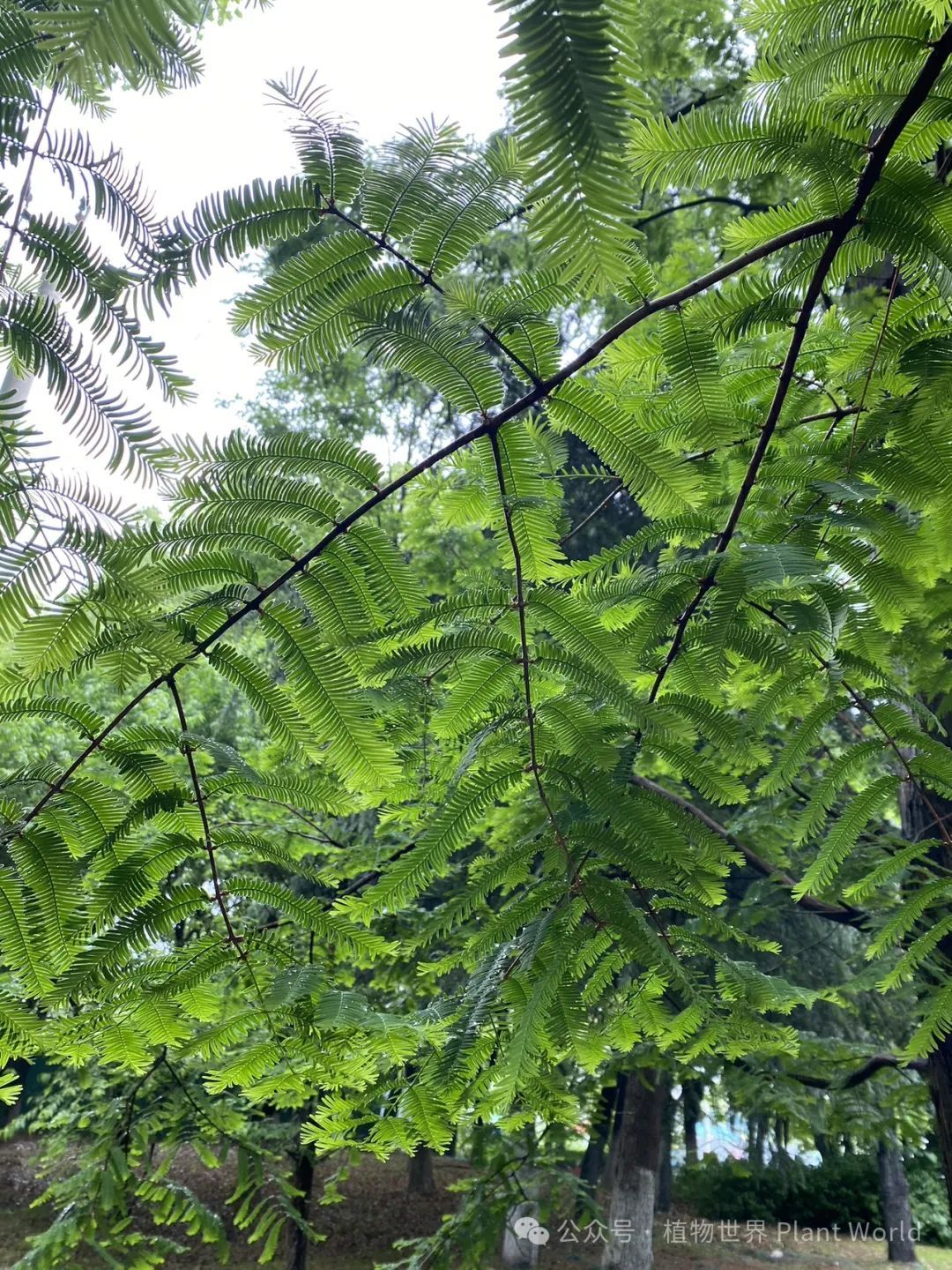 水杉 植物界的大熊猫