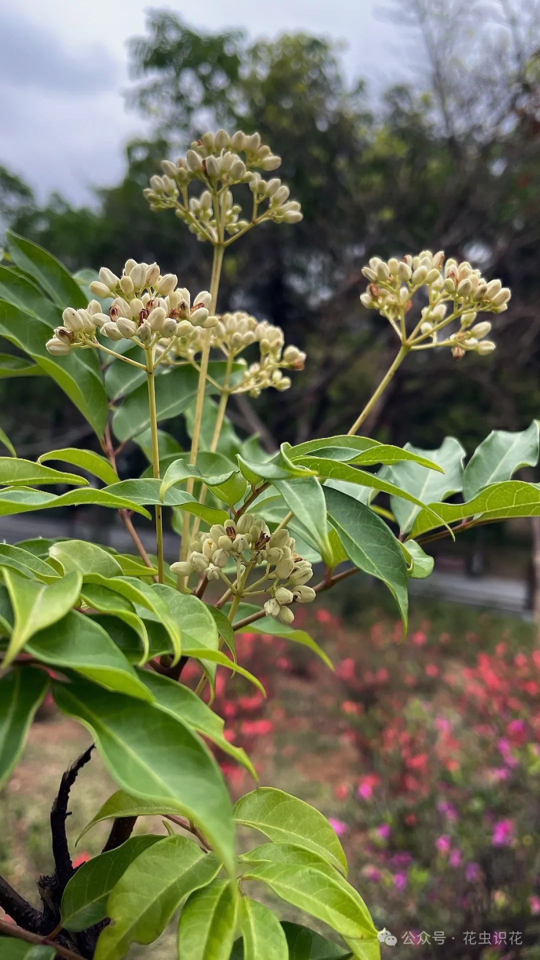 茸果鹧鸪花图片