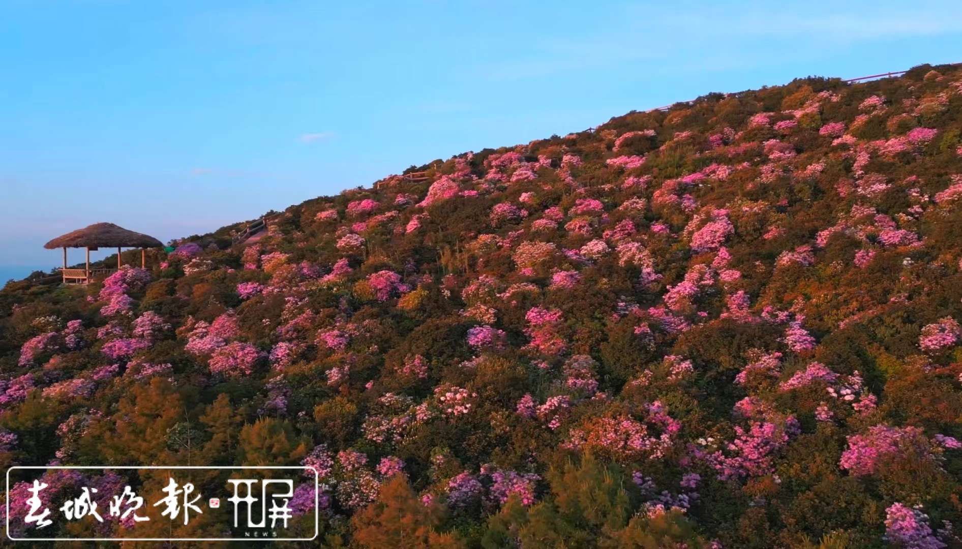 生态云南|鲁甸轿顶山:千亩杜鹃绽放,美景美食醉游人