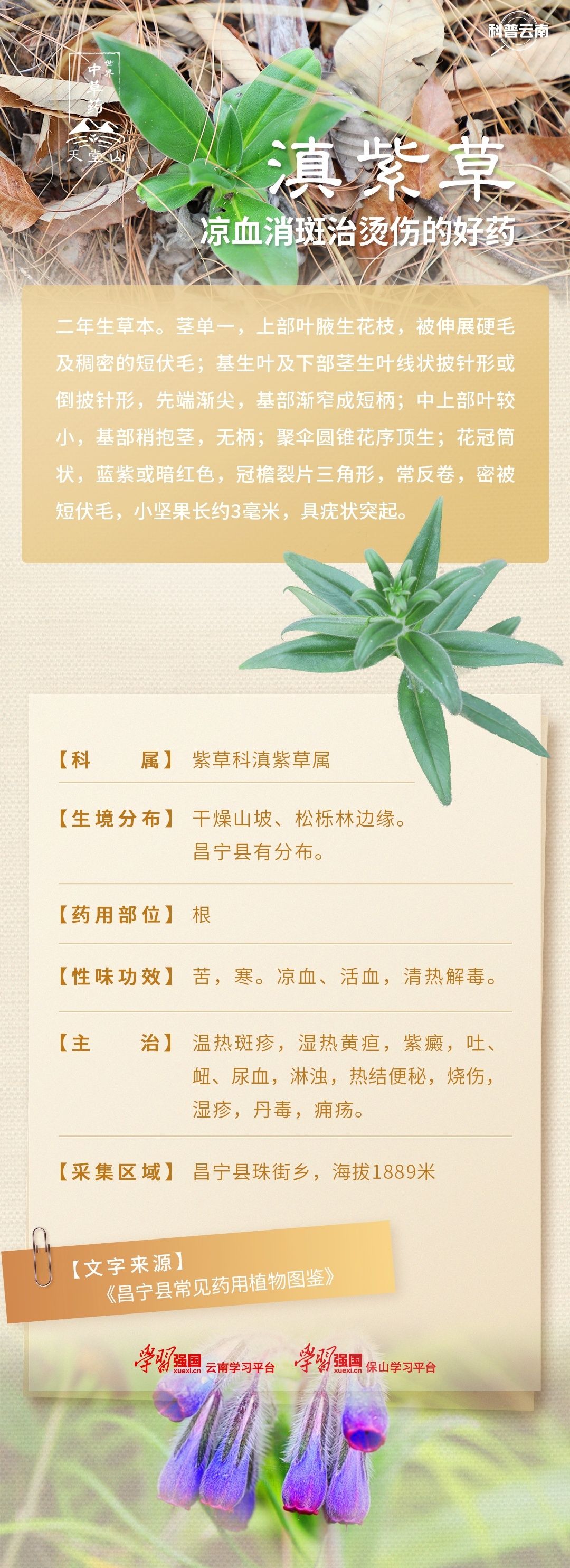 紫树草的功效图片图片