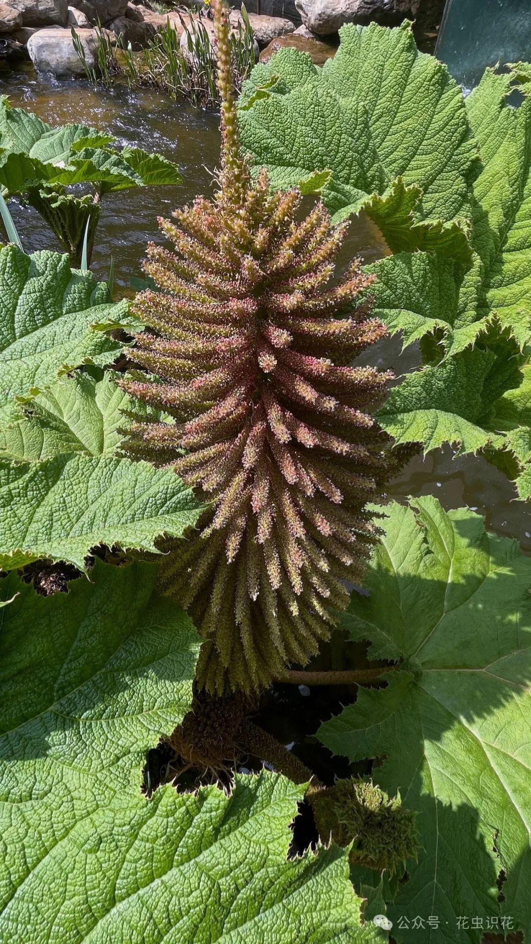 长萼大叶草(大叶草科 大叶草属)