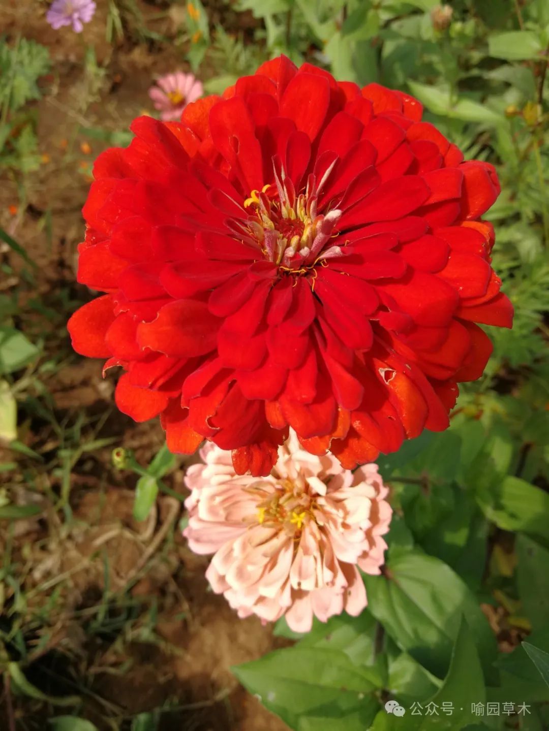 百日菊:步步登高花更高!