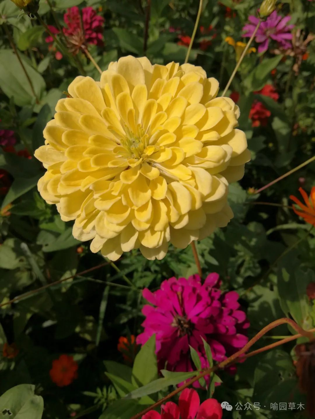 百日菊:步步登高花更高!