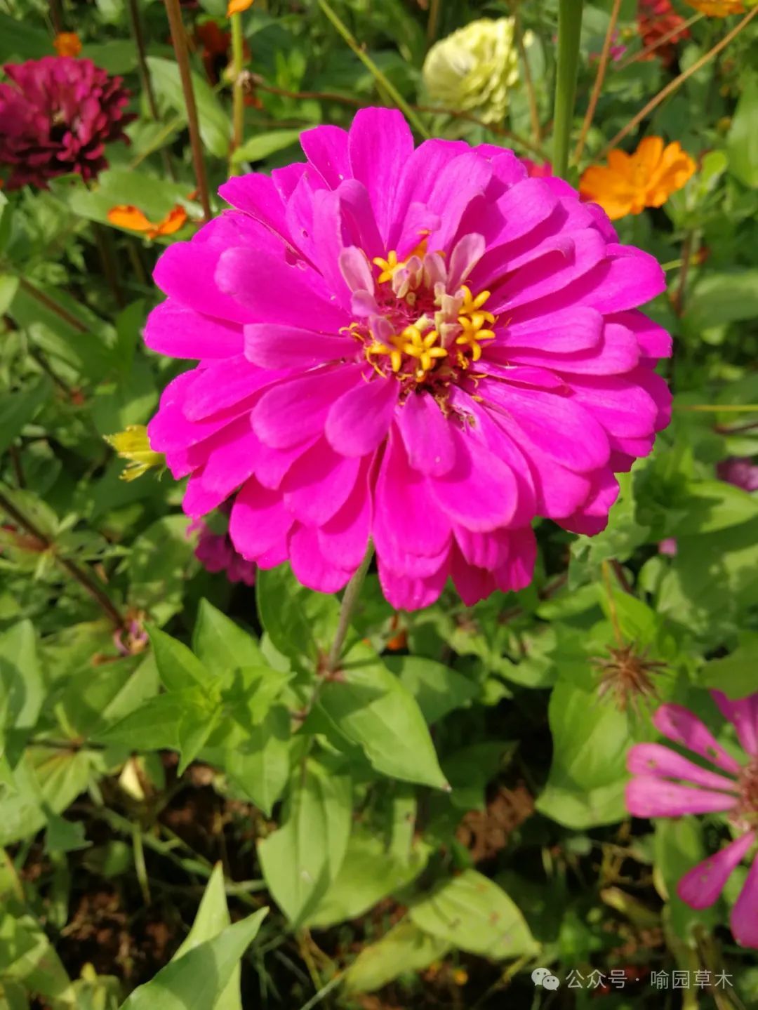百日菊:步步登高花更高!