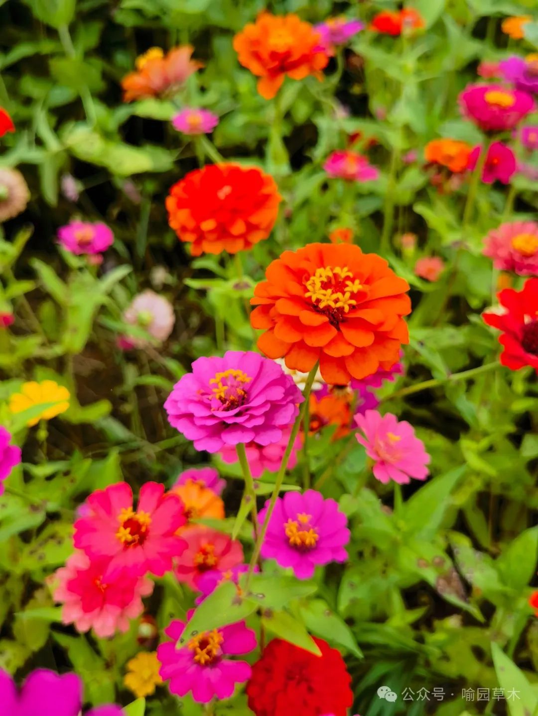 百日菊:步步登高花更高!