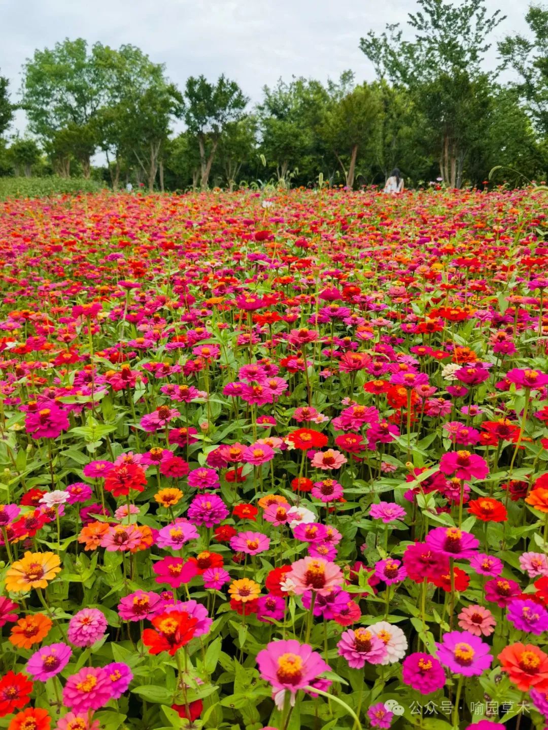 百日菊:步步登高花更高!