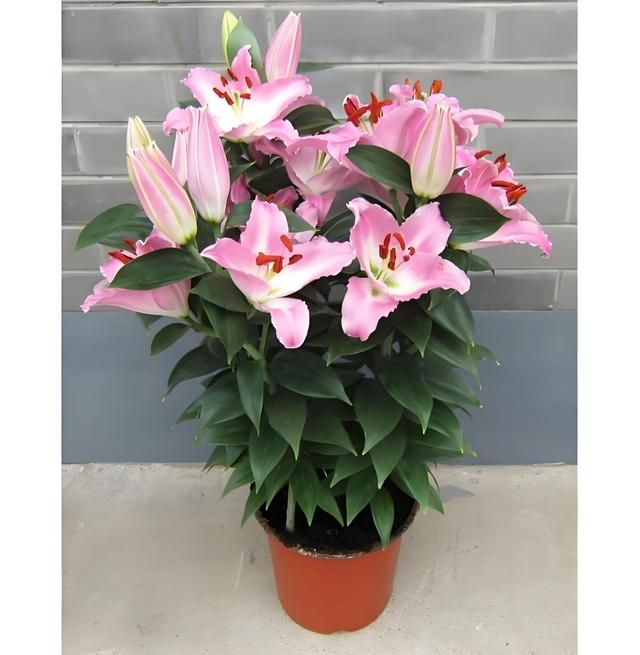 百合花放在房间里对人体有害吗什么花适合摆放在卧室里面