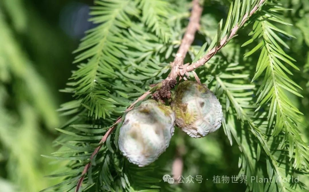 水杉、落羽杉、池杉的区别 - 关注森林