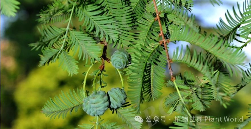 水杉、落羽杉、池杉的区别 - 关注森林