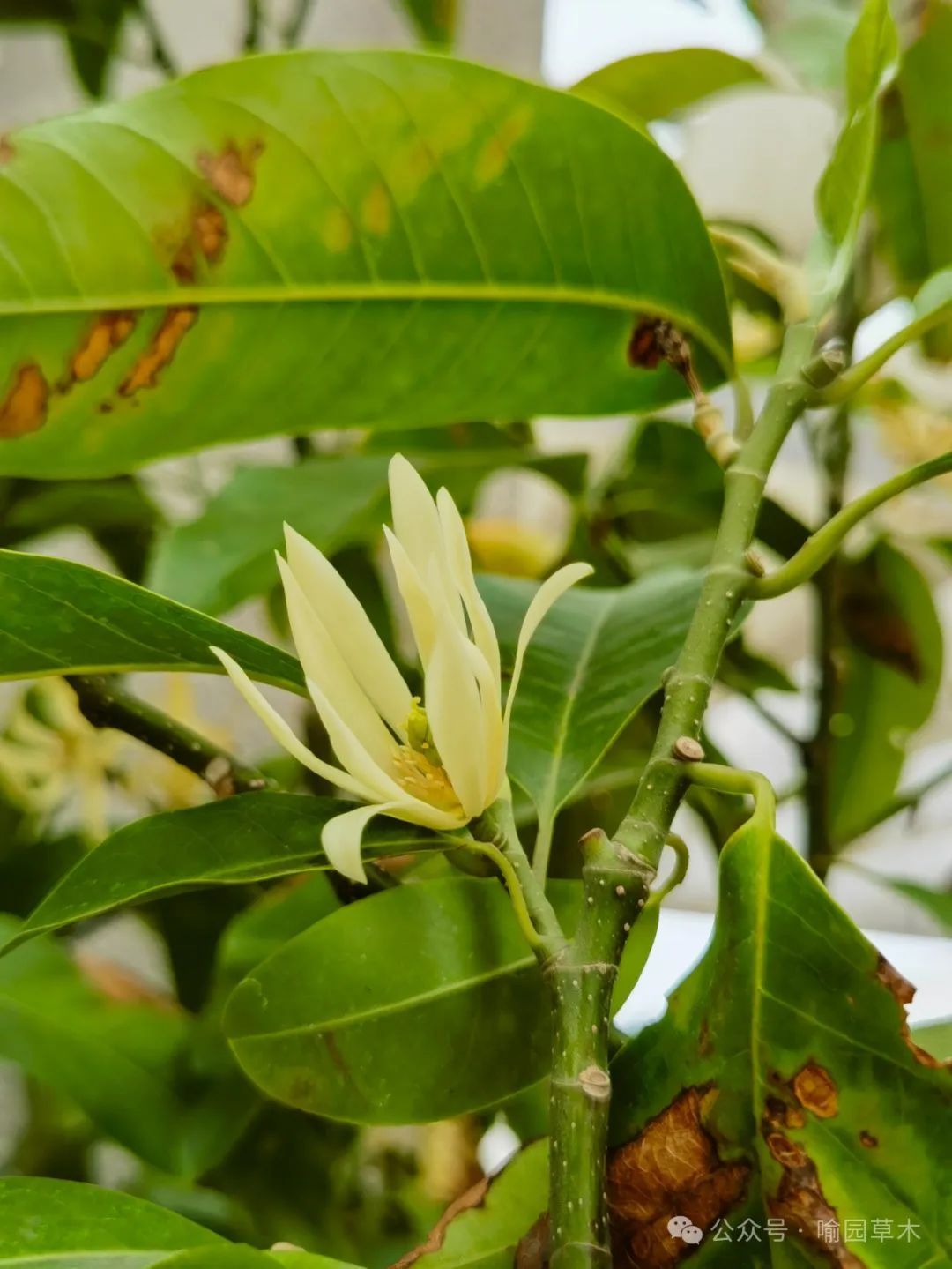 白兰花结果图片