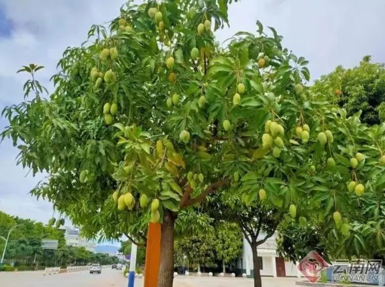 丨有一种叫云南的生活之365天