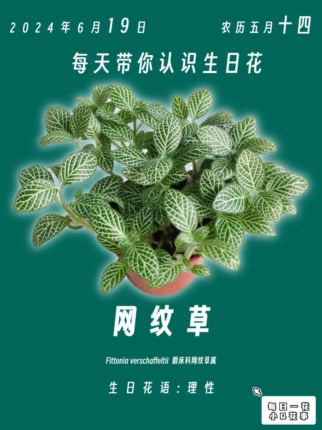 网纹草会开花吗图片