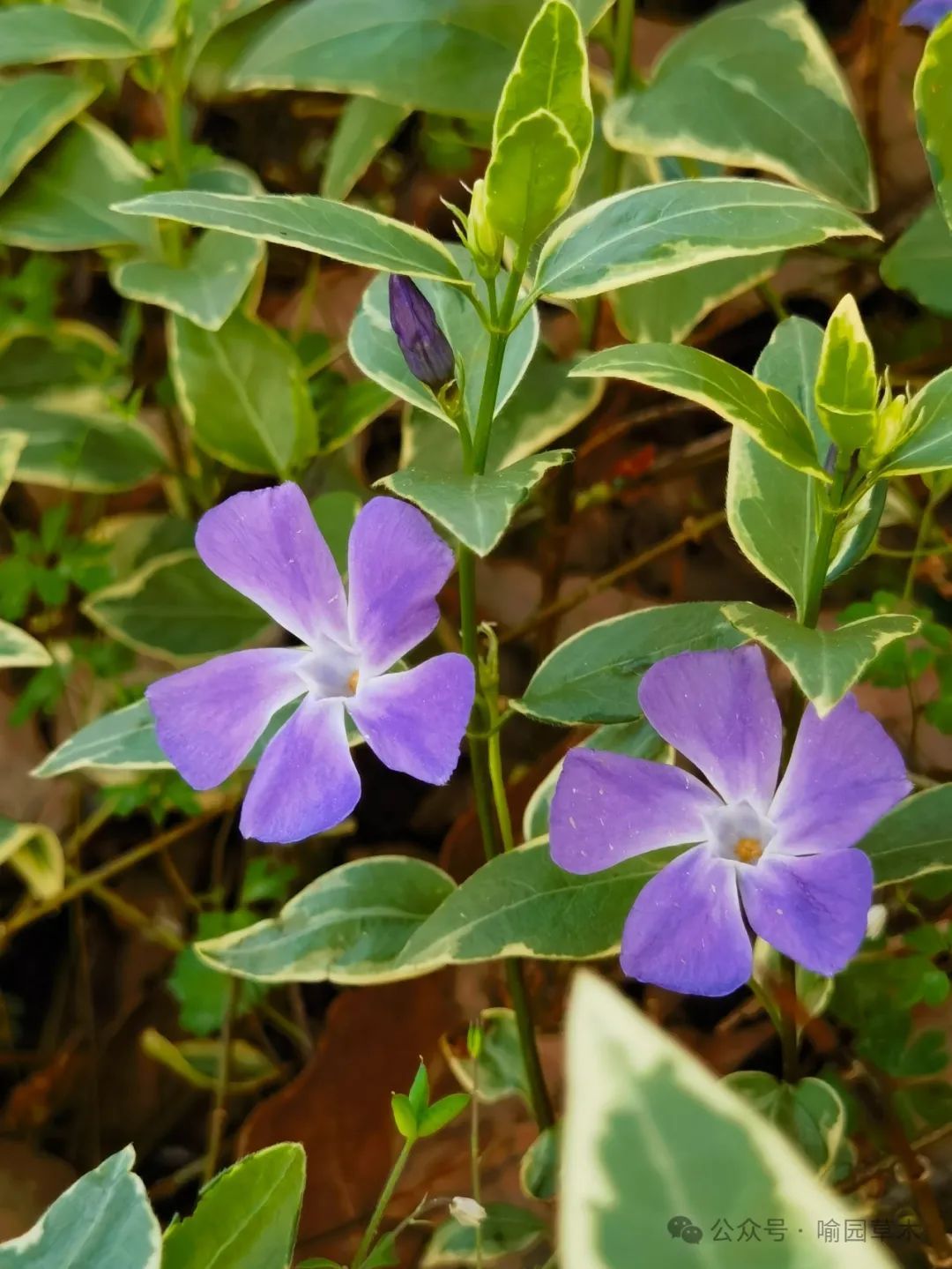 蔓长春花结构图片