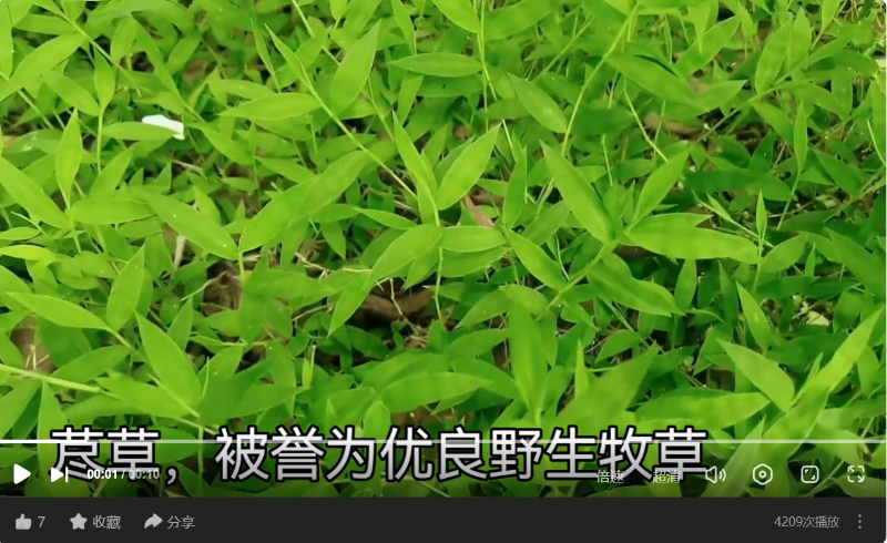 荩草，牛马羊都爱吃的优良牧草 - 关注森林