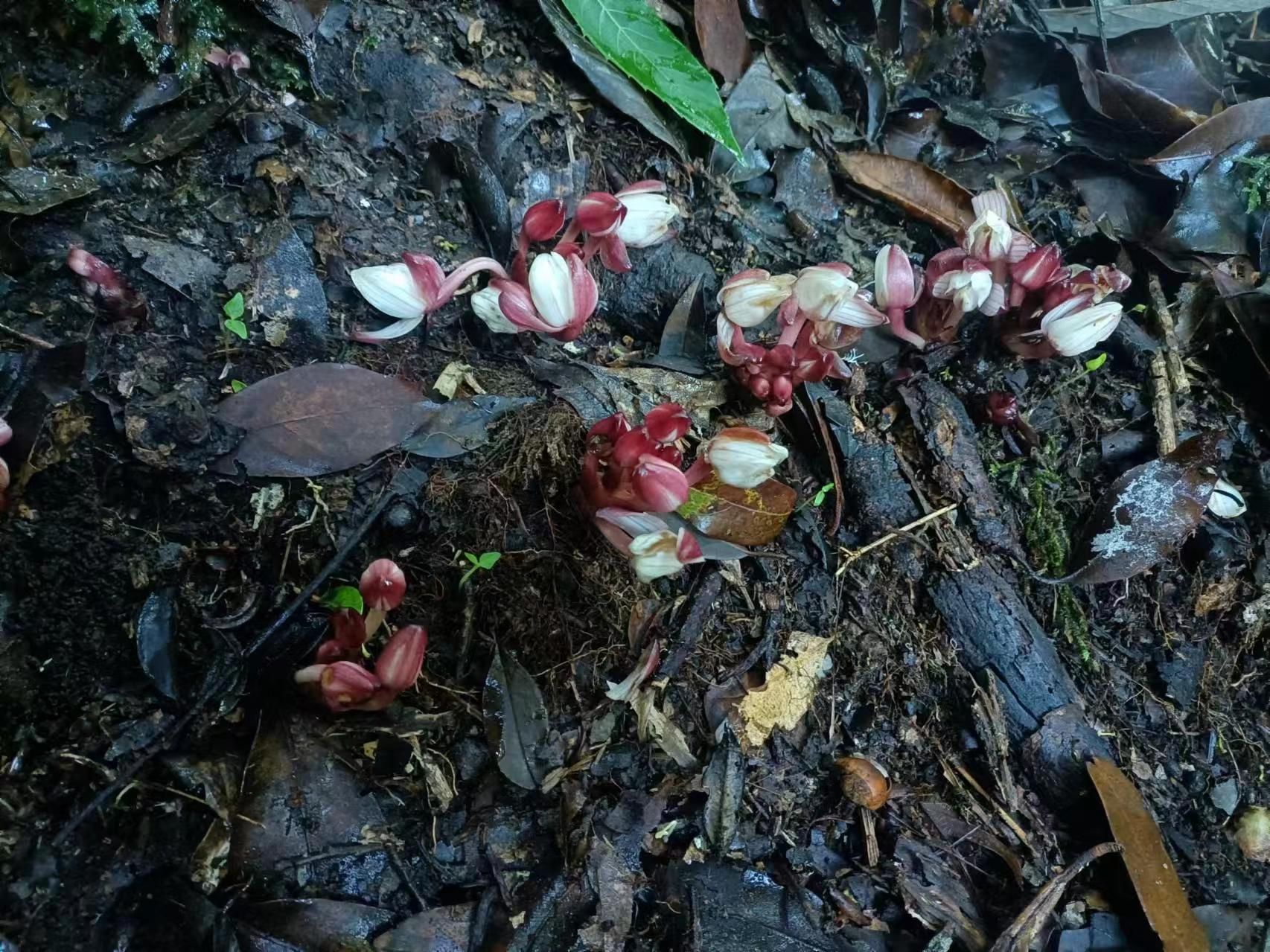 生态云南 | 稀有植物现身云南哀牢山国家级自然保护区