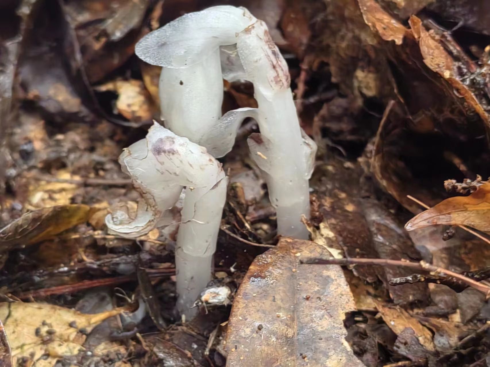 生态云南 | 普洱澜沧发现国家近危级珍稀植物水晶兰
