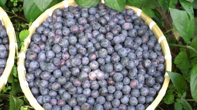 财金云南|美味" 蓝 "不住!保山昌宁蓝莓成熟啦