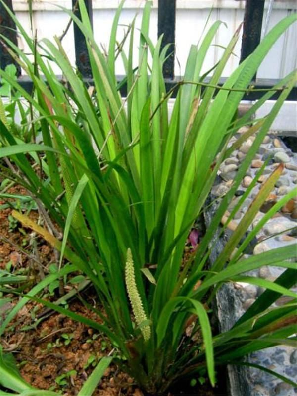 石菖蒲种植方法
