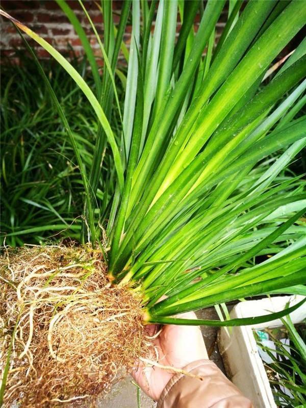 石菖蒲种植方法